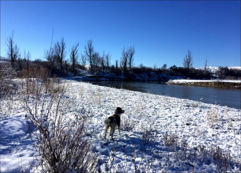 Bear River Recreational Land image 1